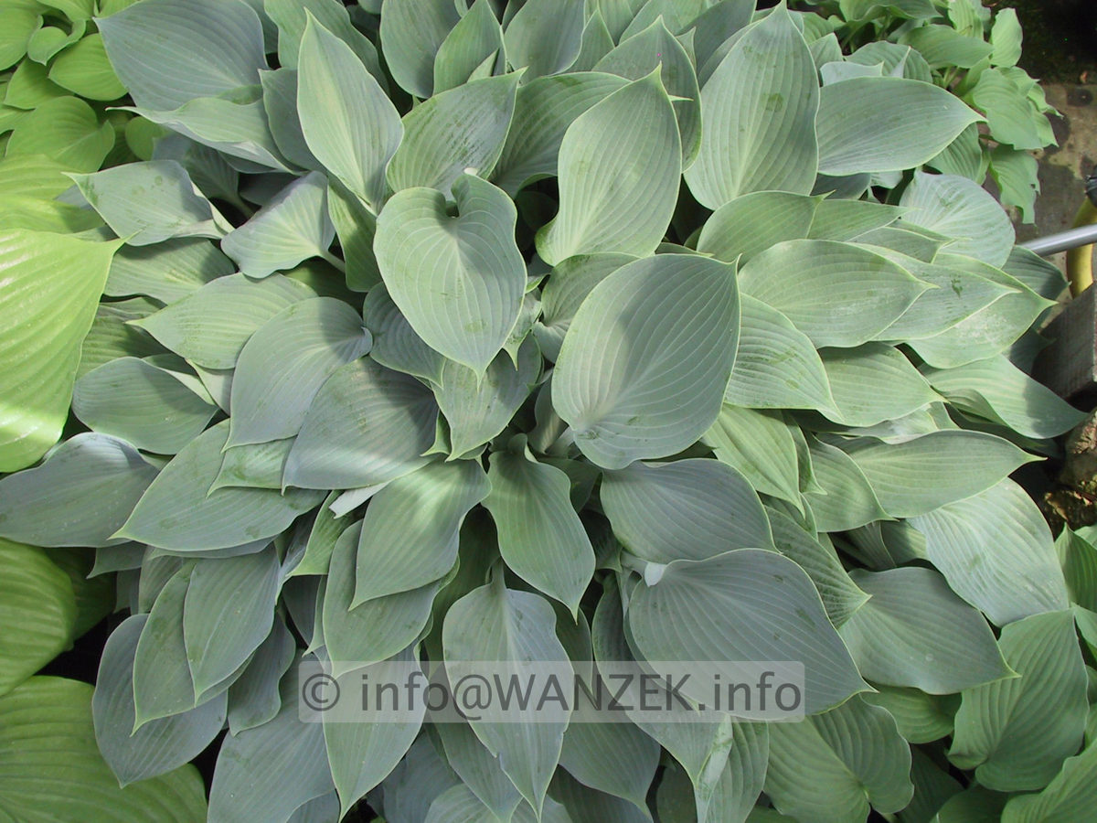 Hosta Hybride Perry's True Blue 04.JPG